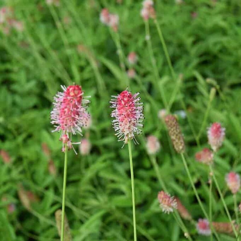 Sanguisorba 'Pink Tanna' ---